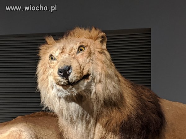 Polska lwem Europy