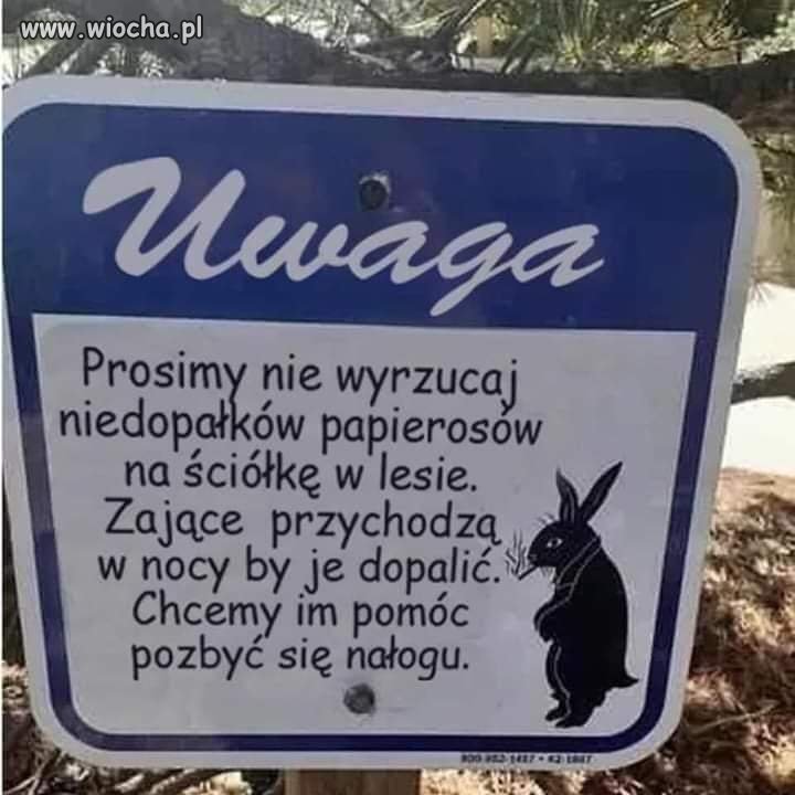 Uwaga w lesie 