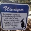 Uwaga w lesie 