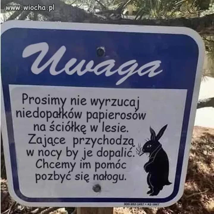 Uwaga w lesie 