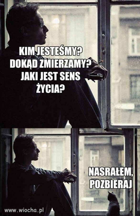 Każdy kto posiada kota ten zna te dylematy 