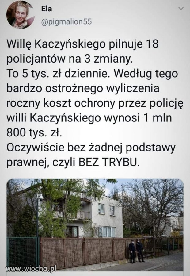 Psy kota pilnują. 