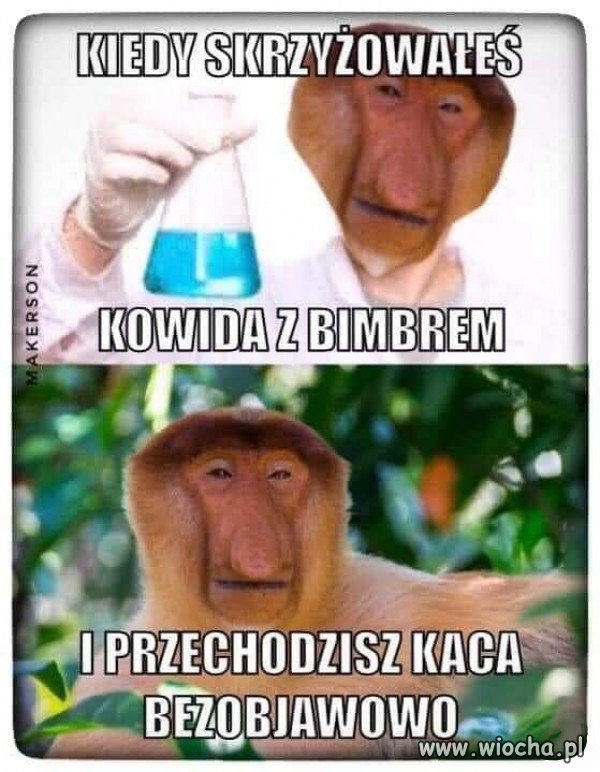 Koronabimber
