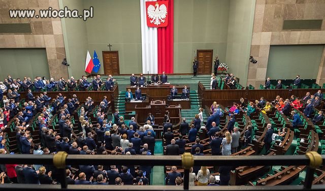 Świnie przy korycie