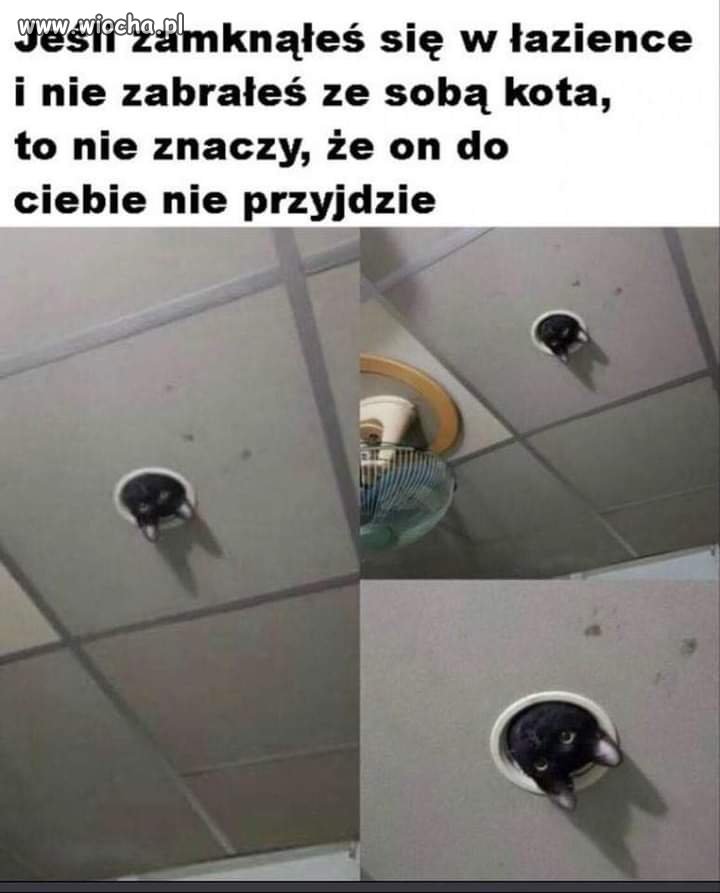 Koteł