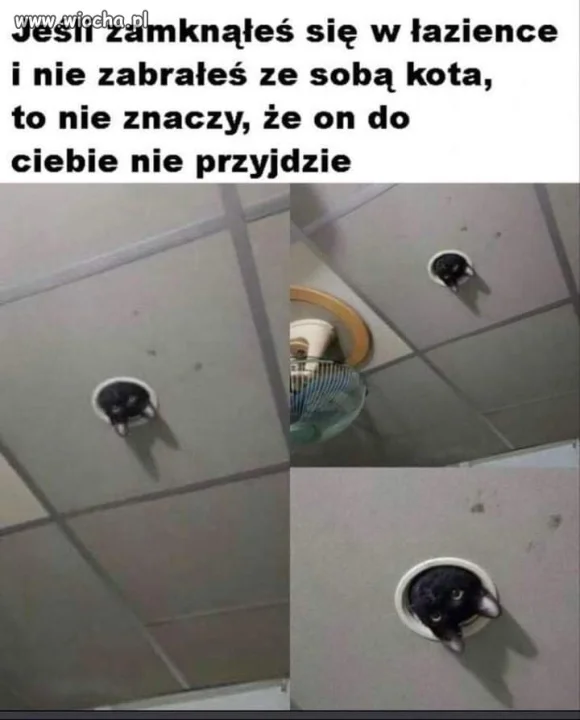 Koteł