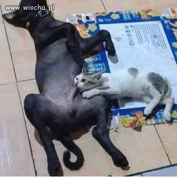 Suck it, kitty...
