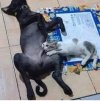 Suck it, kitty...