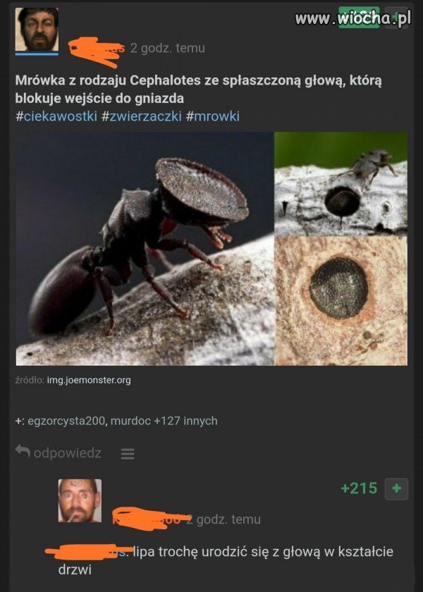 Glowodrzwi