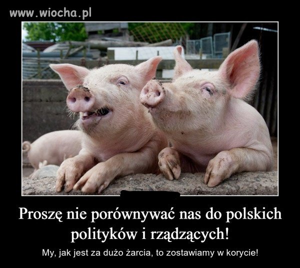 Inteligentne świnie 