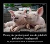 Inteligentne świnie 
