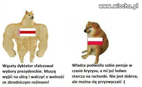 Polacy nie gęsi...