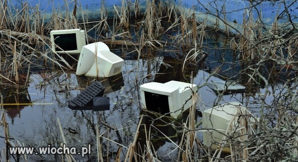 Miejsce lęgowe monitorów