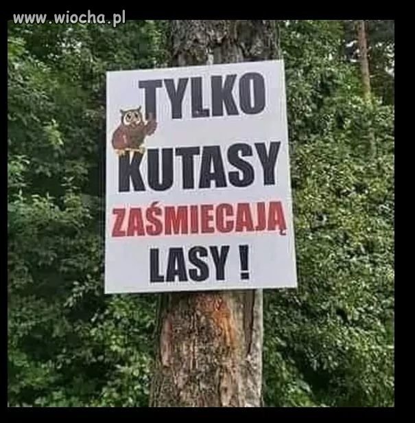 Coś w tym jest