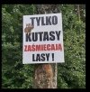 Coś w tym jest