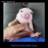 KOT   