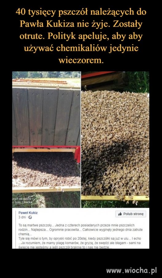 Bez pszczół ludzkości zostanie nie więcej niż 10 lat