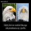 Gdy masz lepszy profil 