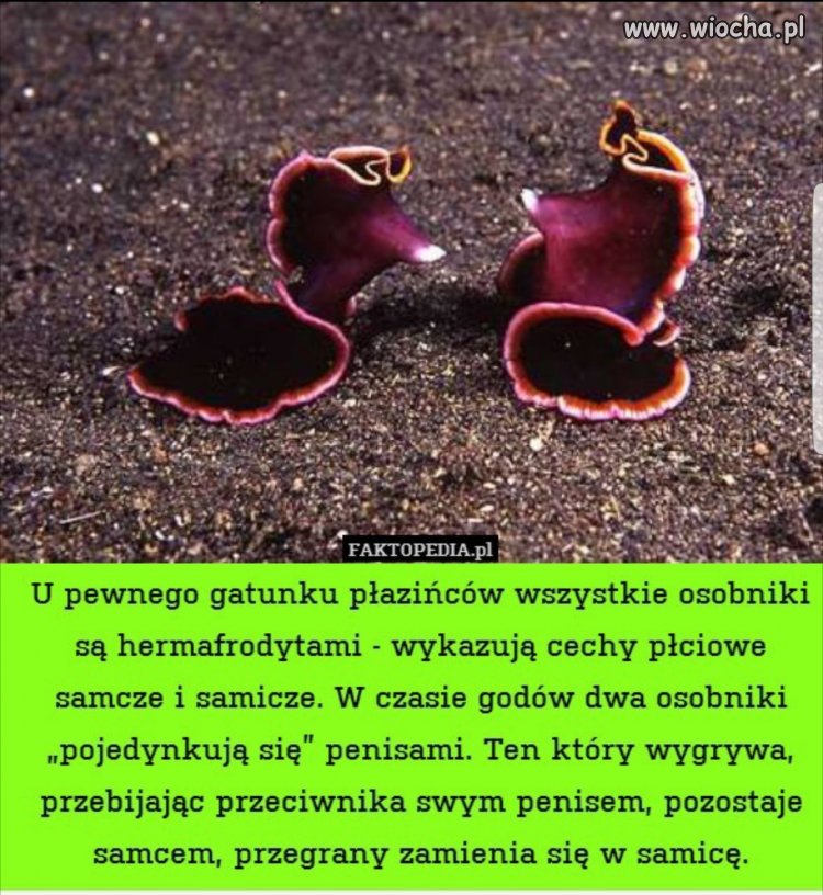 Definicja gender