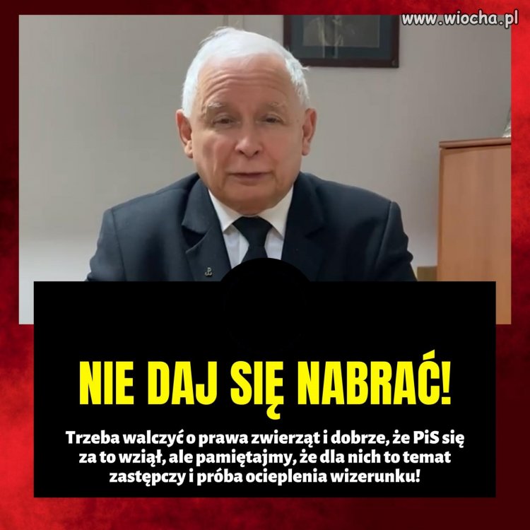 Kolejna pisowska ściema ...