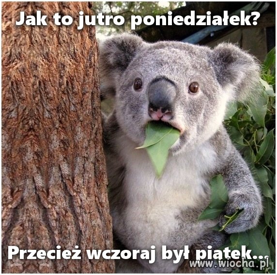 Zdziwko ?