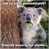 Zdziwko ?