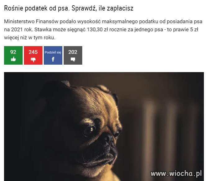 Masz pieska?