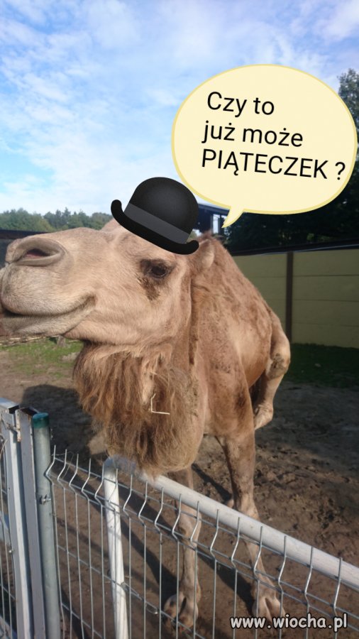Piąteczek ?