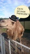 Piąteczek ?