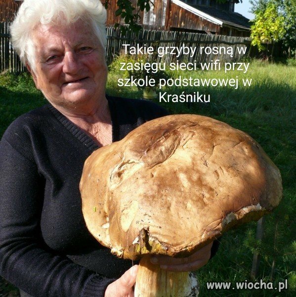 Grzyby w Kraśniku