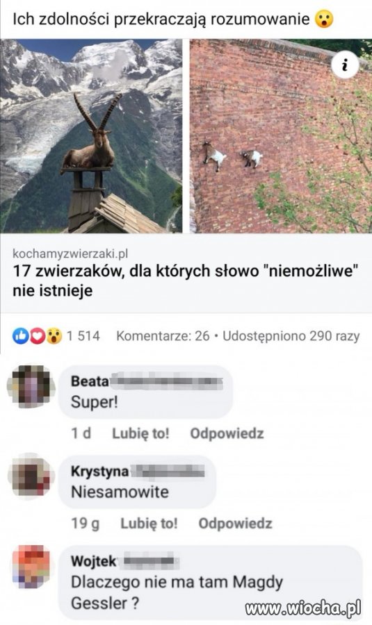Niesamowite zwierzaki