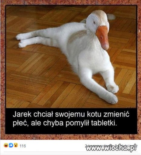 Te tabletki działają cuda !
