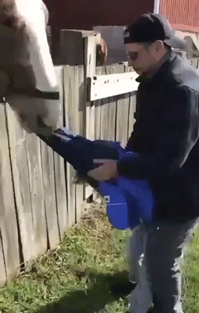 Pogłaszcz konika...