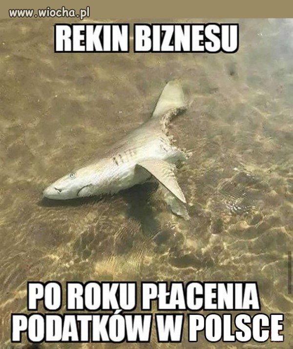 Rekin biznesu   
