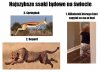 Coś w tym jest