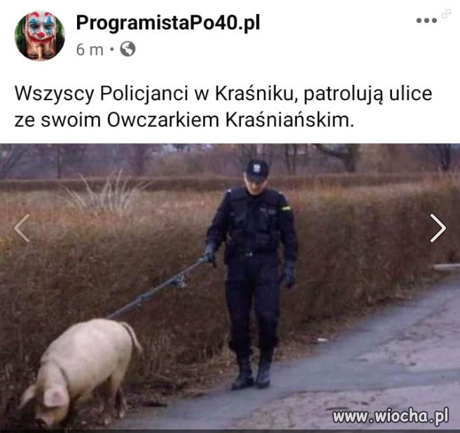 Owczarki pomagaja w szukaniu bimbru...