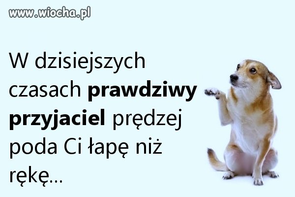 Prawdziwy przyjaciel.