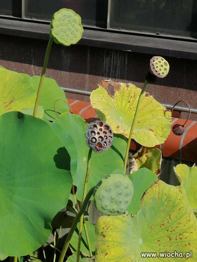 Dziś w ogrodzie botanicznym UJ 