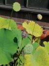 Dziś w ogrodzie botanicznym UJ 