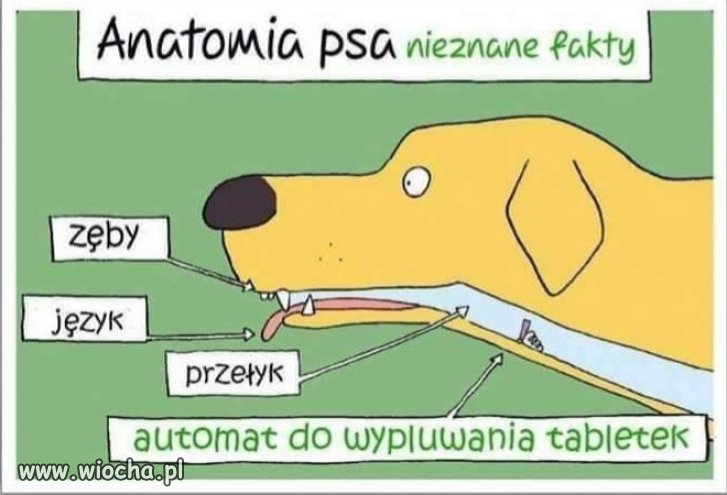 Ci co mają psy, wiedzą że to prawda.