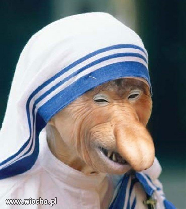 Małpa Teresa z Krakowa