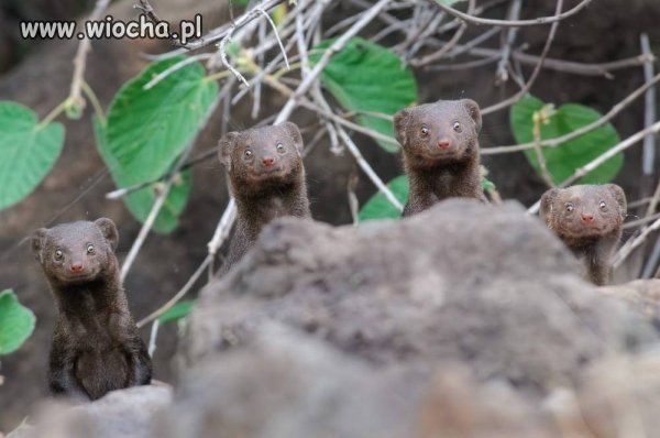 Mieszkańcy Kraśnika na widok samochodu Google...