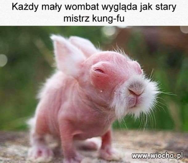 Mały wombat