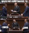 Tymczasem