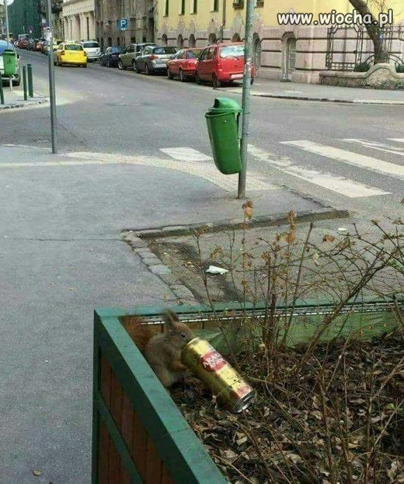 Wszędzie ta patologia 