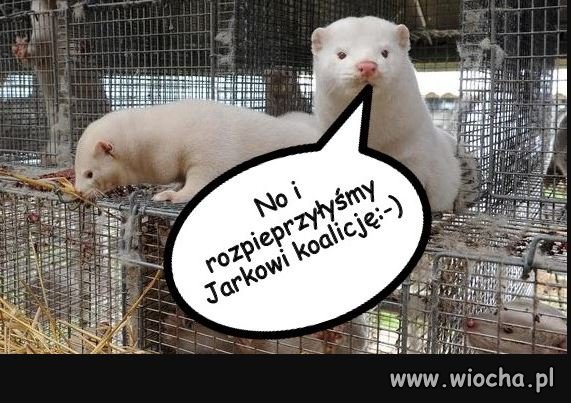 W norkach siła!