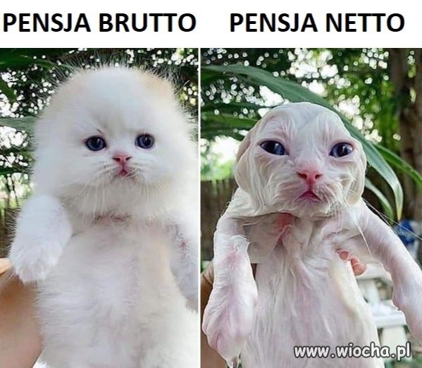 Pensja brutto netto 