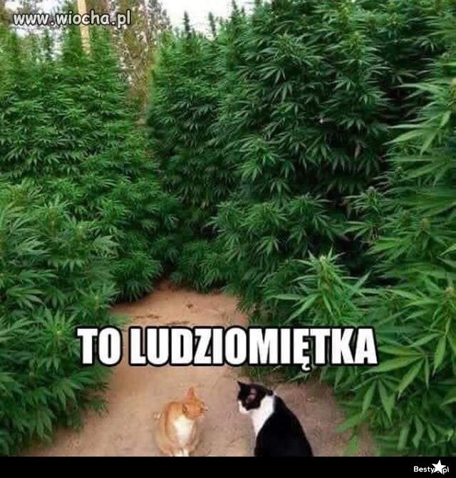 To jest to
