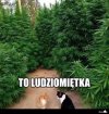 To jest to