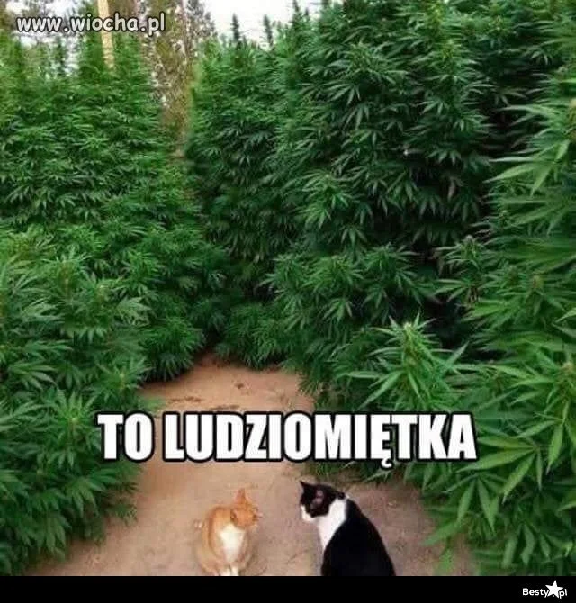 To jest to